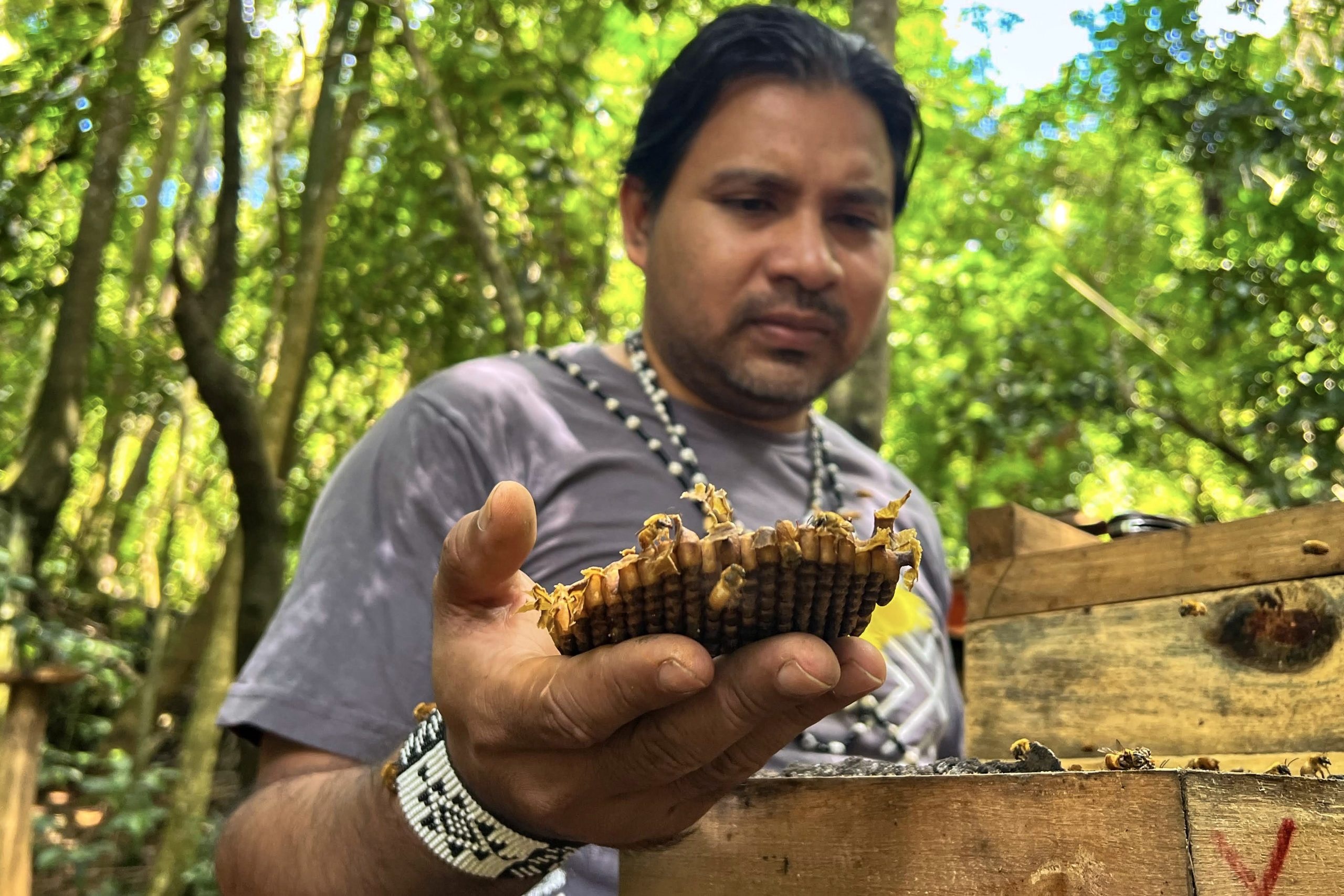 brazilian rainforest honey