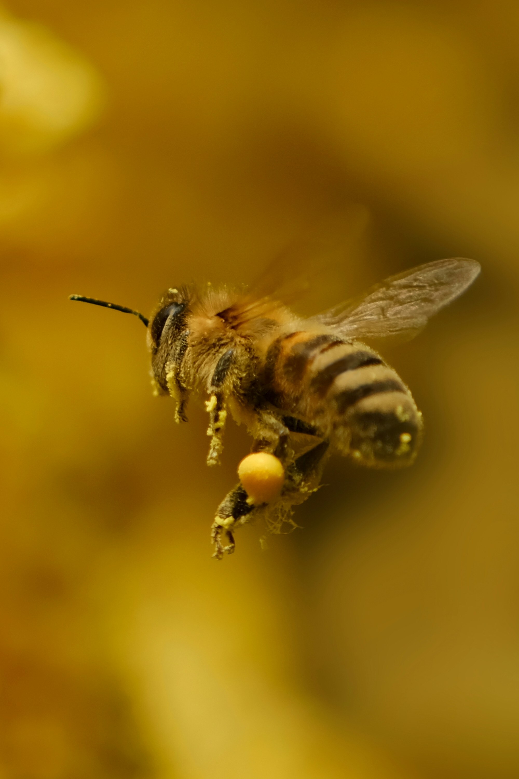 honey bee in flight
